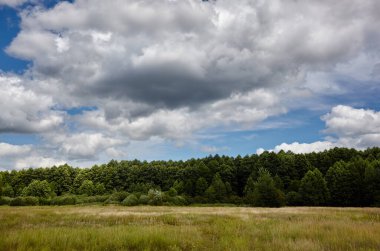 Gökyüzüne ve çayırlara karşı yoğun orman. Bir sıra ağacın ve mavi gökyüzünün güzel manzarası