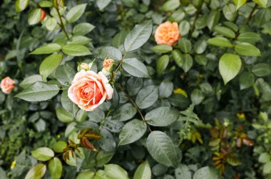 Bahçede pembe gül. Yaz ışığında güzel bir gül çalısı. Güzel bahar ya da yaz çiçek açan gül bitkisi