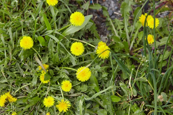 Campo Verde Con Dientes León Amarillos Primavera Primer Plano Flores — Foto de Stock