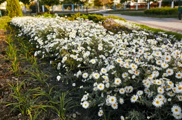Глыба Белых Цветов Городском Парке Осенняя Красота Саду Фамилия Asteraceae — стоковое фото