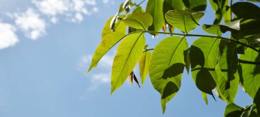 Güneş ışığındaki ceviz yapraklarının soyut görüntüsü. Seçici odak, bulanık arkaplan