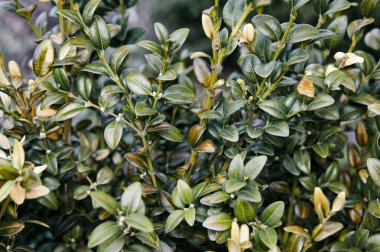 Bahçedeki yemyeşil çalı kutusuna yakın plan. Boxwood duvarı doğal koşullarda. Soyadı Buxaceae, Bilimsel adı Buxus. Sığ alan derinliğine sahip seçici odak