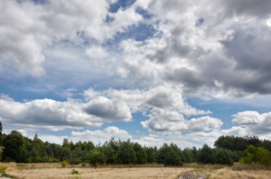 Gökyüzüne ve çayırlara karşı yoğun orman. Bir sıra ağacın ve mavi gökyüzünün güzel manzarası