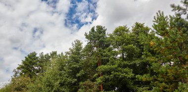 Gökyüzüne karşı ormanın panoramik fotoğrafı. Güneşli bir günde bulutlu mavi gökyüzüne karşı çam ağaçları.