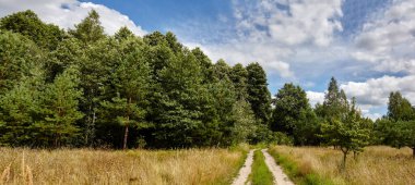 Gökyüzüne ve çayırlara karşı sık ormanın panoramik fotoğrafı. Bir sıra ağacın ve mavi gökyüzünün güzel manzarası