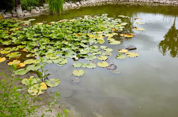 Stagno Decorativo Sul Cortile Una Giornata Sole Lago Con Vegetazione — Foto Stock