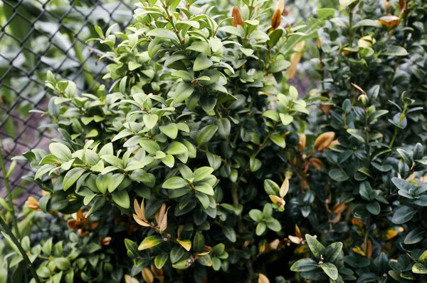 Närbild Vintergröna Buske Boxwood Trädgården Boxwood Vägg Naturliga Förhållanden Efternamn — Stockfoto