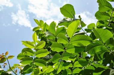 Güneş ışığındaki ceviz yapraklarının soyut görüntüsü. Seçici odak, bulanık arkaplan