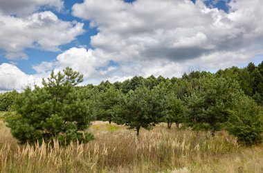 Gökyüzüne ve çayırlara karşı yoğun orman. Bir sıra ağacın ve mavi gökyüzünün güzel manzarası