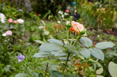 Bahçede su damlaları olan pembe bir gül. Yaz ışığında güzel bir gül çalısı. Güzel bahar ya da yaz çiçek açan gül bitkisi