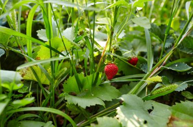 Bahçede çileğin yakın plan görüntüsü yetişiyor. Seçici odak, bulanık arkaplan