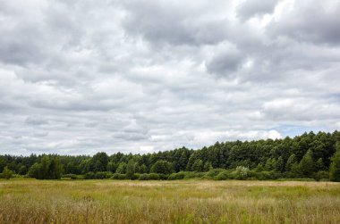Gökyüzüne ve çayırlara karşı yoğun orman. Bir sıra ağacın ve mavi gökyüzünün güzel manzarası