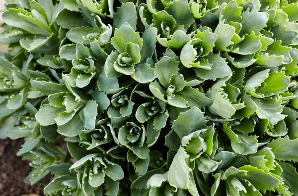 Primer Plano Hermosa Planta Sedum Vista Superior Apellido Crassulaceae Nombre — Foto de Stock