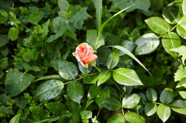 Bahçede su damlaları olan pembe bir gül. Yaz ışığında güzel bir gül çalısı. Güzel bahar ya da yaz çiçek açan gül bitkisi