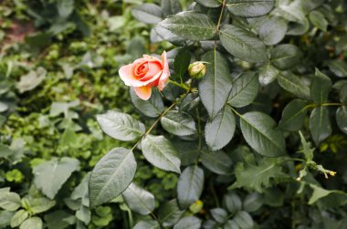 Bahçede pembe gül. Yaz ışığında güzel bir gül çalısı. Güzel bahar ya da yaz çiçek açan gül bitkisi