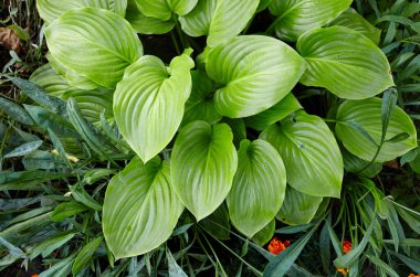 Güzel Hosta arka planda kalır. Hosta - peyzaj parkı ve bahçe tasarımı için süs bitkisi. Soyadı Asparagaceae, Bilimsel adı Hosta plantaginea