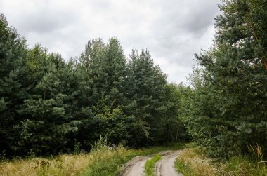 Gökyüzüne ve çayırlara karşı yoğun orman. Ormandaki ağaçların ve yolların güzel manzarası