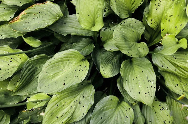 Hosta Hermosa Deja Fondo Hosta Una Planta Ornamental Para Diseño — Foto de Stock