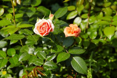 Bahçede su damlaları olan pembe bir gül. Yaz ışığında güzel bir gül çalısı. Güzel bahar ya da yaz çiçek açan gül bitkisi