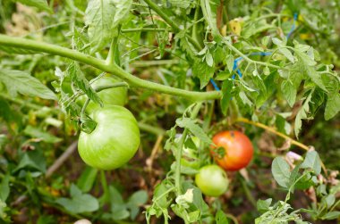 Domates bahçede yetişir. Çiftlikte taze sebze yetiştiriyorum.
