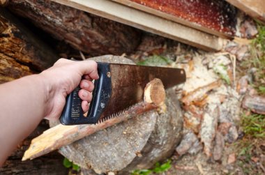 Adam testereyle odun kesiyor. Kış için yakacak odun hazırlığı