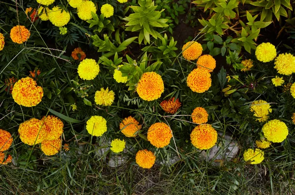 Tagetes Patula Caléndula Francesa Flor Amarilla Naranja Cerrar Hermosa Flor —  Fotos de Stock