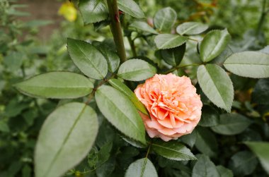 Bahçede pembe gül. Yaz ışığında güzel bir gül çalısı. Güzel bahar ya da yaz çiçek açan gül bitkisi