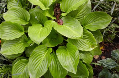 Güzel Hosta arka planda kalır. Hosta - peyzaj parkı ve bahçe tasarımı için süs bitkisi. Soyadı Asparagaceae, Bilimsel adı Hosta plantaginea