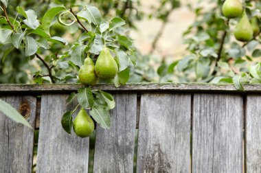 Bahçedeki bir ağaçta olgun armutlar. Yaz bahçesinde organik tarım armutları