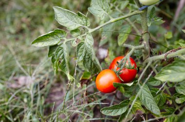 Domates bahçede yetişir. Çiftlikte taze sebze yetiştiriyorum.