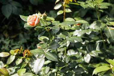 Bahçede su damlaları olan pembe bir gül. Yaz ışığında güzel bir gül çalısı. Güzel bahar ya da yaz çiçek açan gül bitkisi