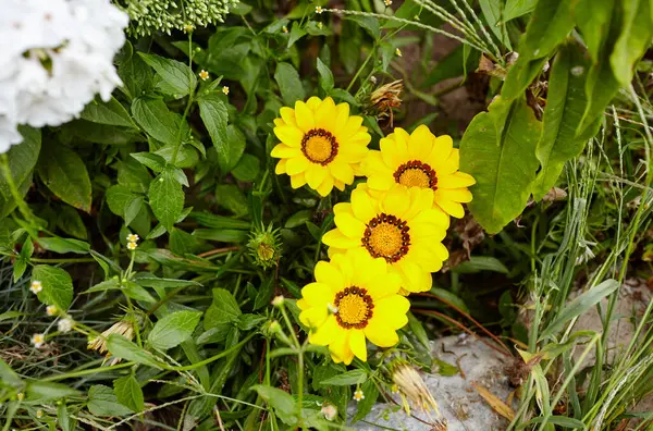 Gazanien Eller Treasure Blomma Full Blom Mot Bladen Bakgrunden Gazania — Stockfoto