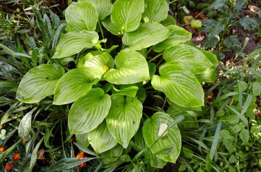 Güzel Hosta arka planda kalır. Hosta - peyzaj parkı ve bahçe tasarımı için süs bitkisi. Soyadı Asparagaceae, Bilimsel adı Hosta plantaginea