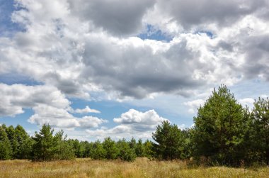 Gökyüzüne ve çayırlara karşı yoğun orman. Bir sıra ağacın ve mavi gökyüzünün güzel manzarası