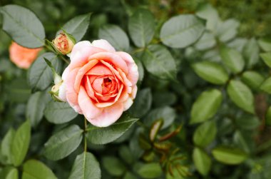 Bahçede pembe gül. Yaz ışığında güzel bir gül çalısı. Güzel bahar ya da yaz çiçek açan gül bitkisi