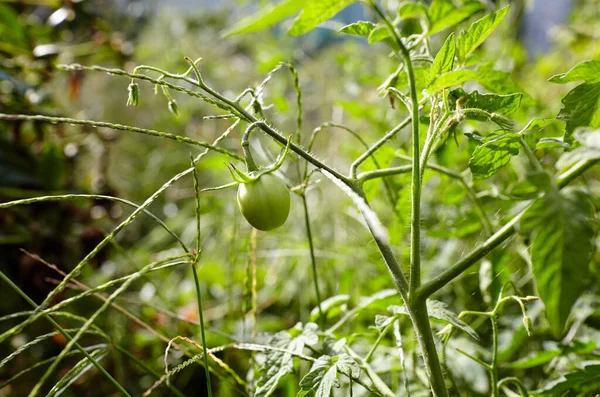 Tomate Crece Jardín Cultivo Hortalizas Frescas Granja — Foto de Stock