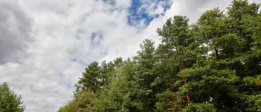 Gökyüzüne karşı ormanın panoramik fotoğrafı. Güneşli bir günde bulutlu mavi gökyüzüne karşı çam ağaçları.