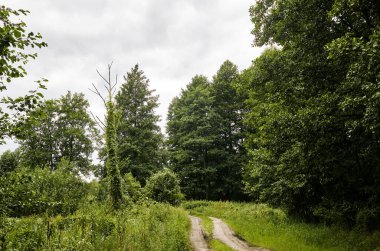 Gökyüzüne ve çayırlara karşı yoğun orman. Ormandaki ağaçların ve yolların güzel manzarası