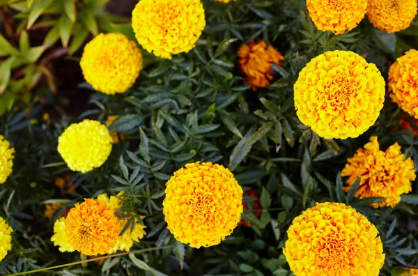 Tagetes Patula Francuski Marigold Żółty Kwiat Pomarańczowy Zamknij Piękne Marigold — Zdjęcie stockowe
