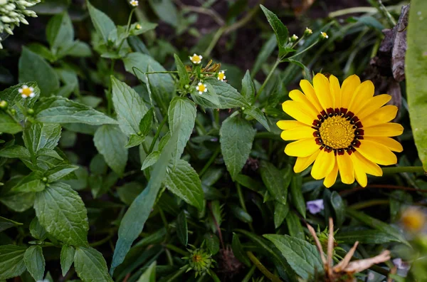 Gazanien Eller Treasure Blomma Full Blom Mot Bladen Bakgrunden Gazania — Stockfoto