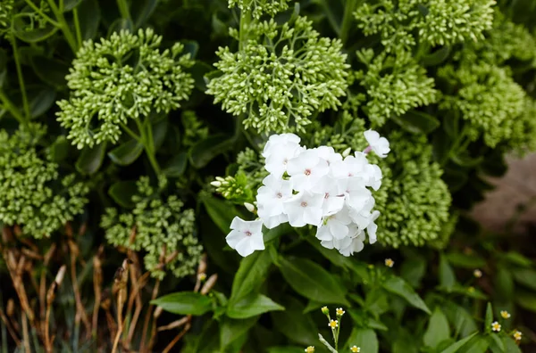 Bílé Květy Phlox Paniculata Kvetoucí Keř Krásného Sifonu Zahradě Letním — Stock fotografie