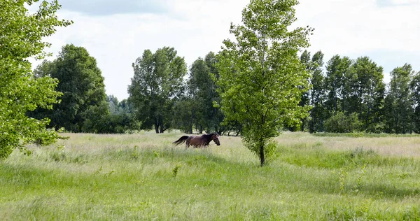 Koń Zatoki Łące Piękny Koń Wypasający Się Pastwisku Wsi — Zdjęcie stockowe