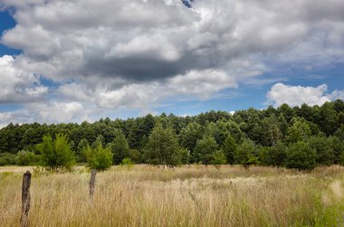 Gökyüzüne ve çayırlara karşı yoğun orman. Bir sıra ağacın ve mavi gökyüzünün güzel manzarası