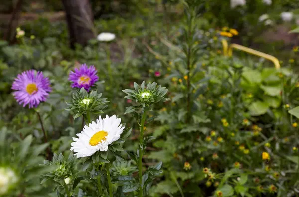 Aster Blommor Trädgården Buske Med Vacker Växt Sommarljus Vacker Sommar — Stockfoto