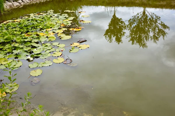 Dekorativní Rybník Dvorku Slunečného Dne Jezero Vegetací Krásný Prvek Krajiny — Stock fotografie