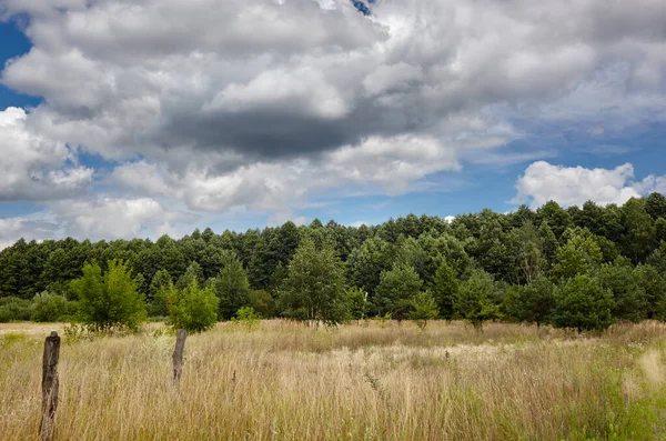 Gökyüzüne ve çayırlara karşı yoğun orman. Bir sıra ağacın ve mavi gökyüzünün güzel manzarası