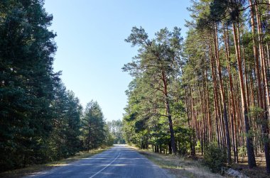 Ormanın yakınındaki asfalt kıvrımlı köy yolunda. Kırsal Avrupa 'da bir viraj yolu