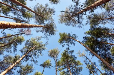 Evergreen Ormanı 'ndaki uzun ve yaşlı ağaçların alt manzarası. Arka planda mavi gökyüzü. Ormandaki ağaçların alçak açılı görüntüsü, doğal arka plan.