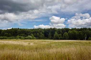 Gökyüzüne ve çayırlara karşı yoğun orman. Bir sıra ağacın ve mavi gökyüzünün güzel manzarası