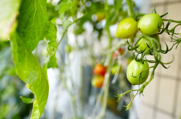 Tomate Cresce Uma Estufa Cultivar Vegetais Frescos Estufa — Fotografia de Stock